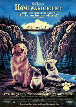 Watch HOME WARD - Luganda Translated Movie by Vj Kevo